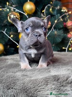 Bulldog Francés perros BULLDOG FRANCÉS /// LO MEJOR DE LO MEJOR - Anuncio 5