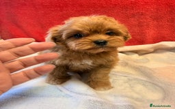 Shihpoo perros en venta: Preciosos ShihPoos de varios colores - Imagen 10