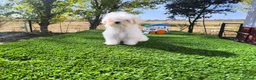 Bichón Maltés perros en venta: Bichón maltés  - Anuncio 2