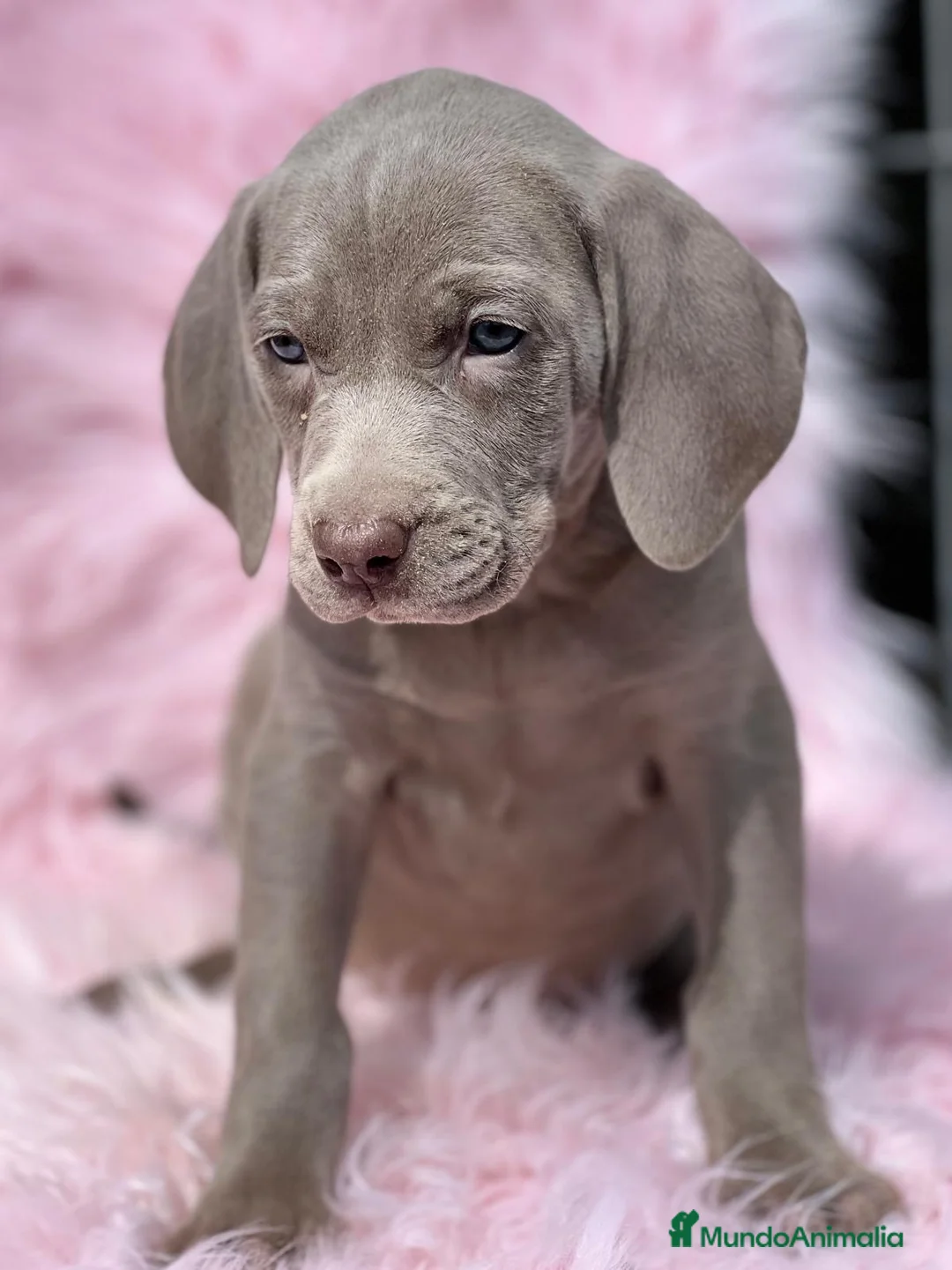 Weimaraner perros en venta: Braco weimar  hembra  en Barcelona - Anuncio 5