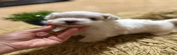 Bichón Maltés perros en venta: Bichon maltés maxima calidax - Anuncio 7