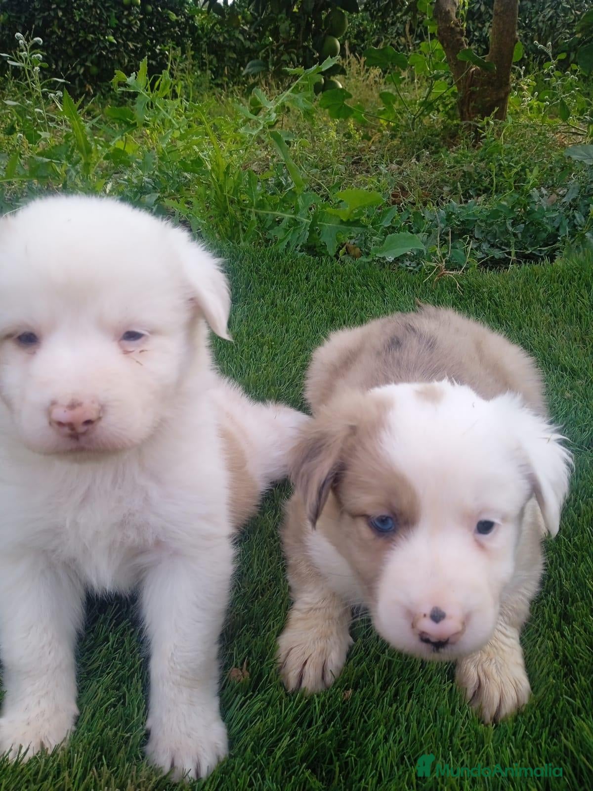 Border Collie perros Impresionantes border collies - Anuncio 1