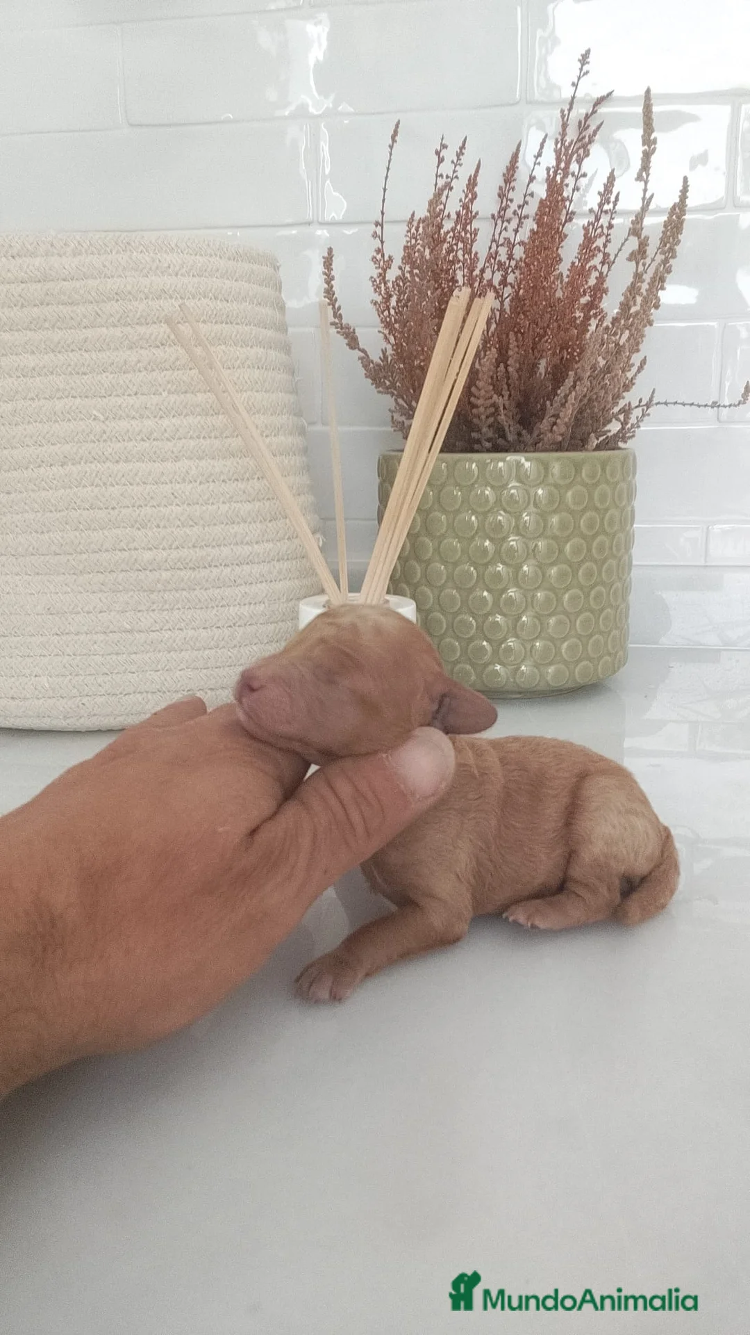 Raza Mixta perros en venta: Caniche machos  - Anuncio 6
