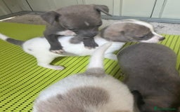 Chihuahua perros en venta: Chihuahua cabeza venado  - Imagen 11