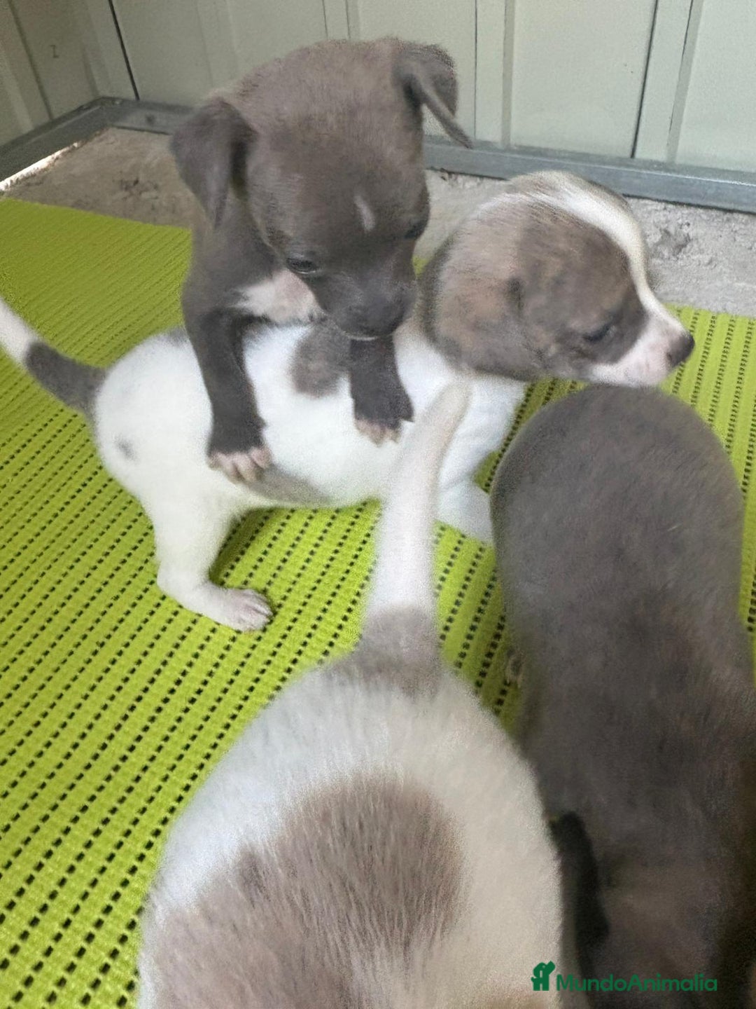Chihuahua perros en venta: Chihuahua cabeza venado  - Imagen 11