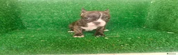 Bulldog Francés perros en venta: Bulldog francés  - Anuncio 22