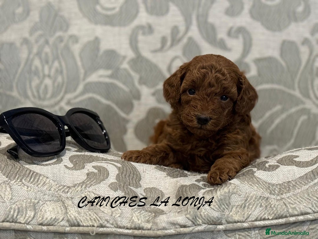 Caniche Toy perros en venta: caniche toy - Imagen 3