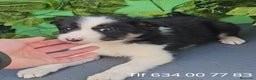 Border Collie perros en venta: Excelente cachorro border collie  - Anuncio 1