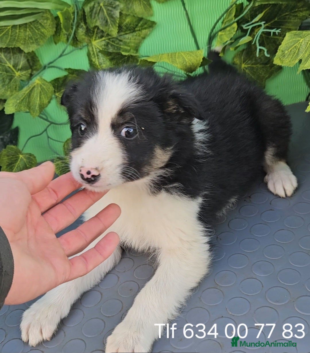 Border Collie perros en venta: Excelente cachorro border collie  - Anuncio 1