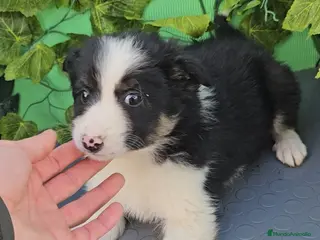 Border Collie perros Excelente cachorro border collie - Anuncio 17