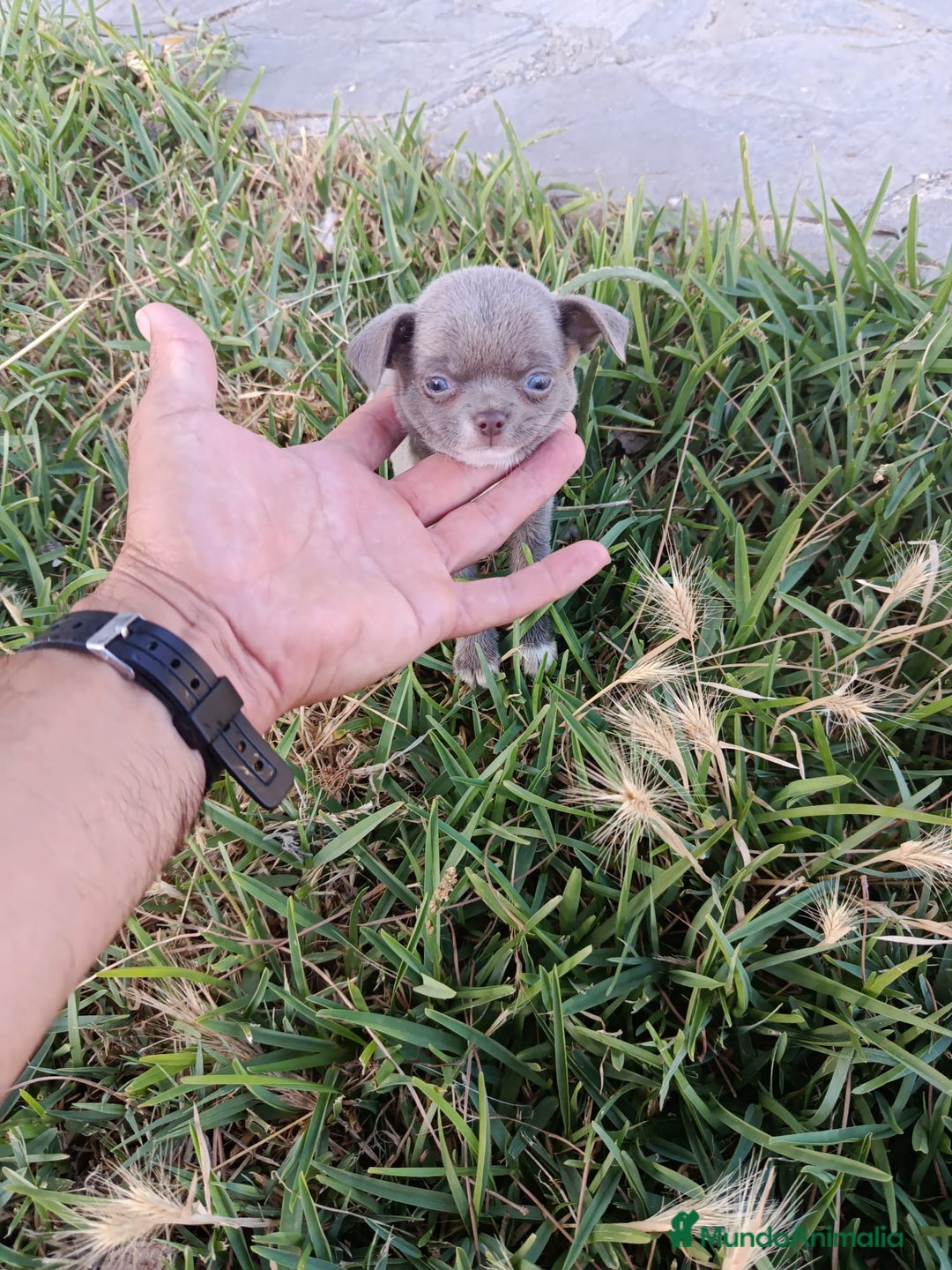 Chihuahua perros en venta: 🐶✨ Cachorros Chihuahua de Línea Exclusiva ✨🐶 - Imagen 8