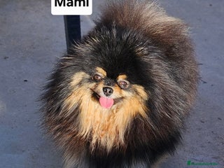 Pomerania perros MACHITO POMERANIA PRECIOSO - Anuncio 1
