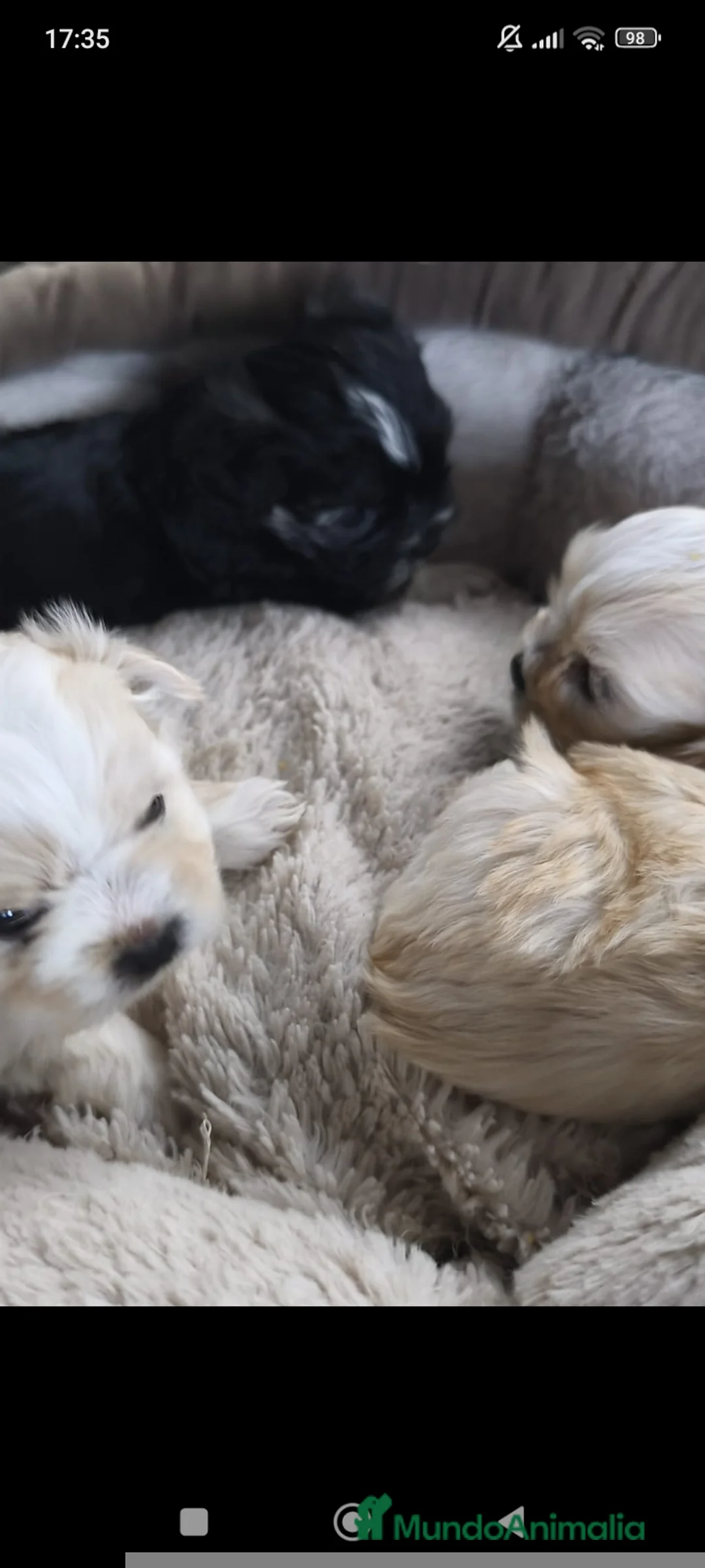 Raza Mixta perros en venta: Bichón maltés maltipoo - Anuncio 9