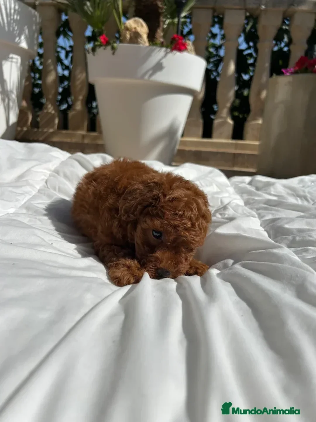 Caniche Toy perros en venta: Caniche Toy Roja - Anuncio 4