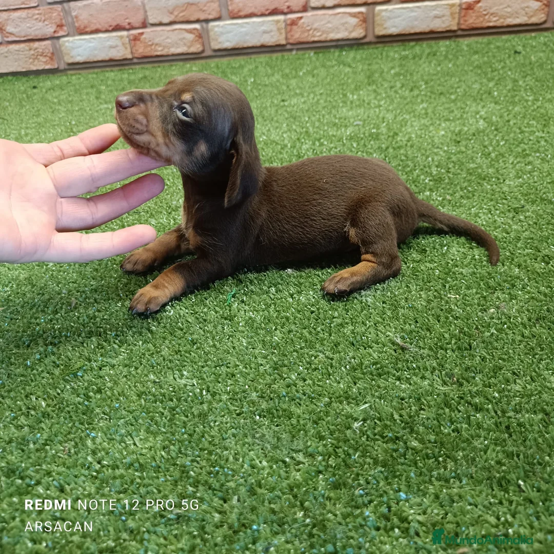 Teckel Miniatura perros en venta: Teckel mini  - Anuncio 10