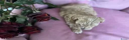 Maltipoo perros en venta: Maltipoo preciosos  - Anuncio 5