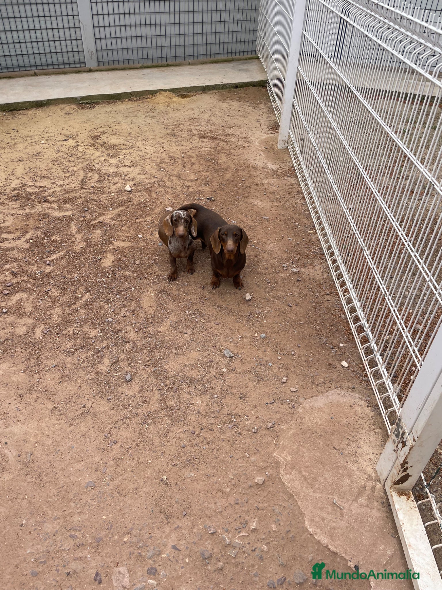 Teckel Miniatura perros para monta: Teckel kaninchen para monta arlequín  - Anuncio 5
