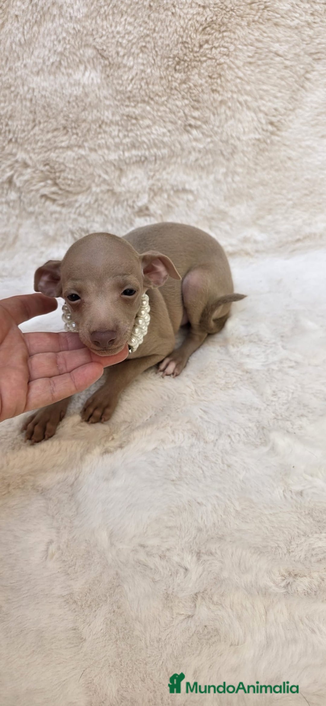 Pequeño Lebrel Italiano perros en venta: Lebrel italiano Piccolo galgo miniatura  - Imagen 2