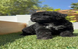 Perro de Agua Español perros en venta: PERRO DE AGUA ESPAÑOL HEMBRA - Imagen 5
