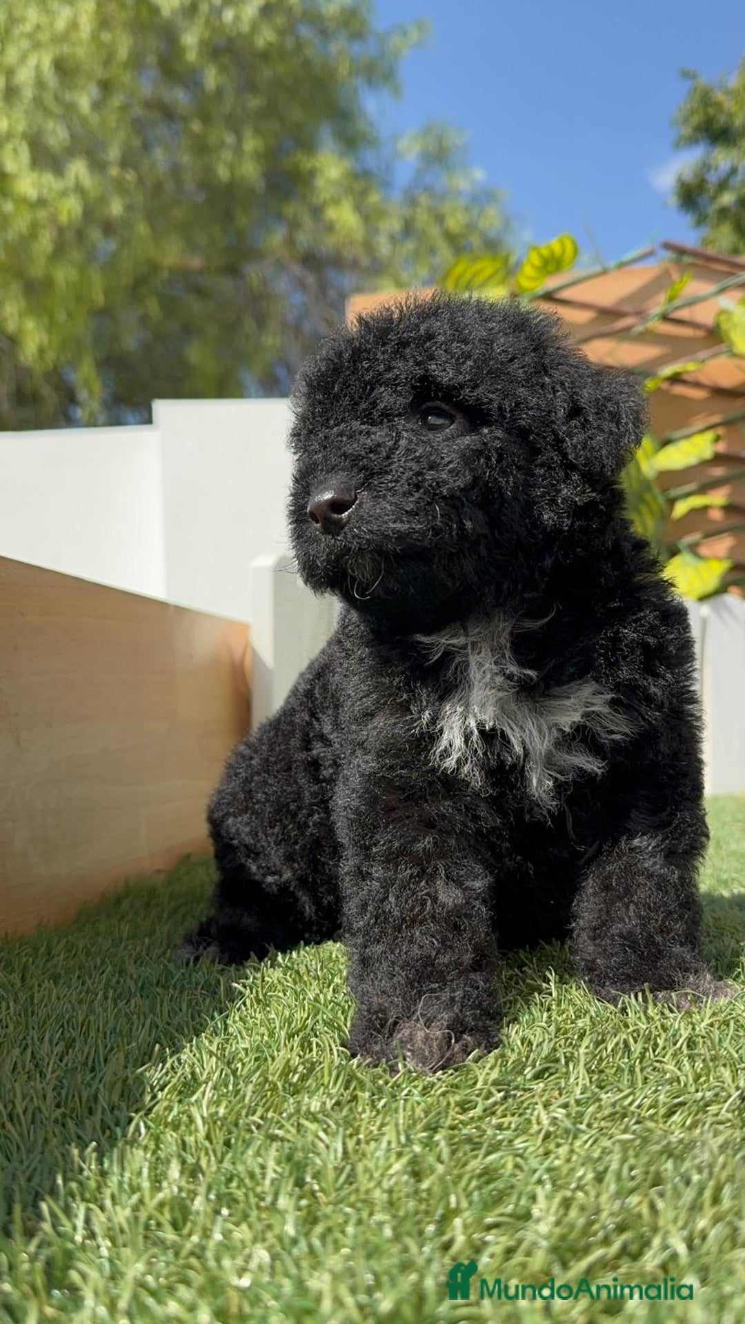Perro de Agua Español perros en venta: PERRO DE AGUA ESPAÑOL HEMBRA - Imagen 5