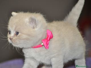 Británico de Pelo Corto Azul gatos Cachorros british shorthair lilac y blue en Valencia - Anuncio 12