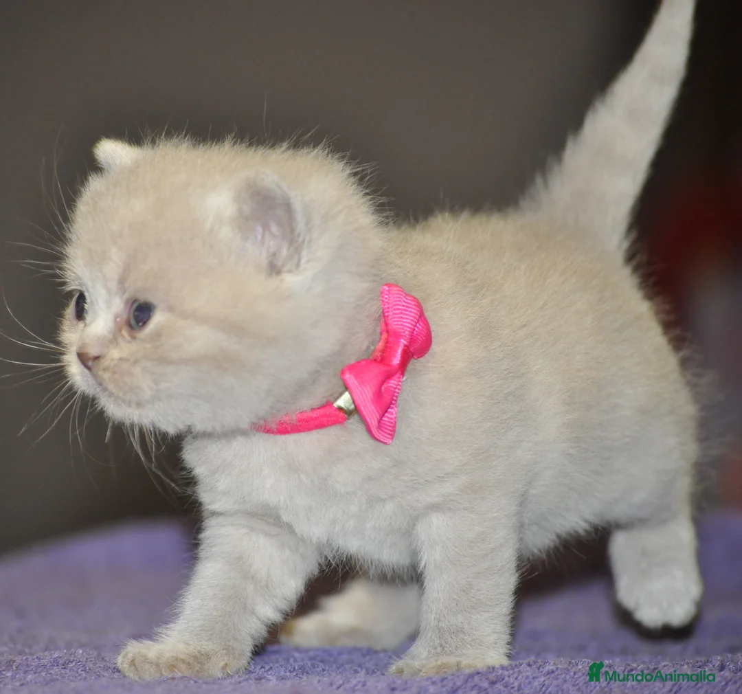 Británico de Pelo Corto Azul gatos en venta: Cachorros british shorthair lilac y blue en Valencia - Anuncio 1