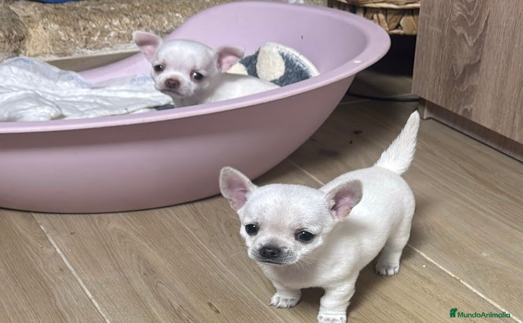 Chihuahua perros Chihuahua blanca  - Anuncio 2