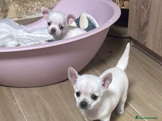 Chihuahua perros Chihuahua blanca - Anuncio 2