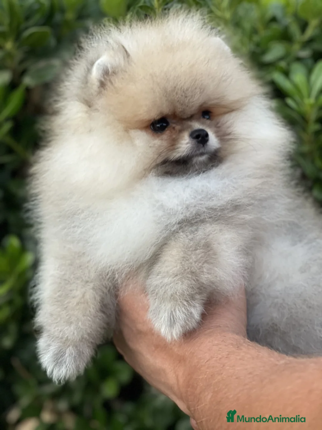 Pomerania perros en venta: POMERANIAS MINIATURAS!! LOS MEJORES en Málaga - Anuncio 10
