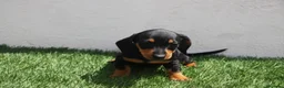 Teckel Miniatura perros en venta: Teckel Miniatura  - Anuncio 2