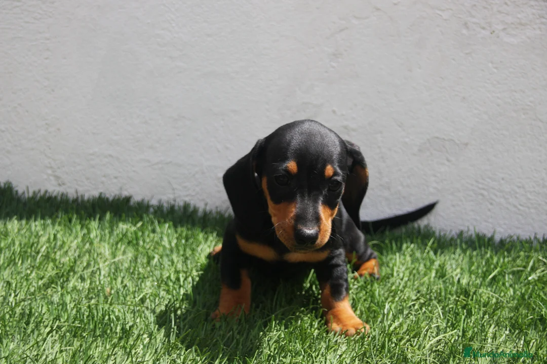 Teckel Miniatura perros en venta: Teckel Miniatura  - Anuncio 2