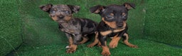 Pinscher Miniatura perros en venta: Pinscher miniaturas  - Anuncio 1