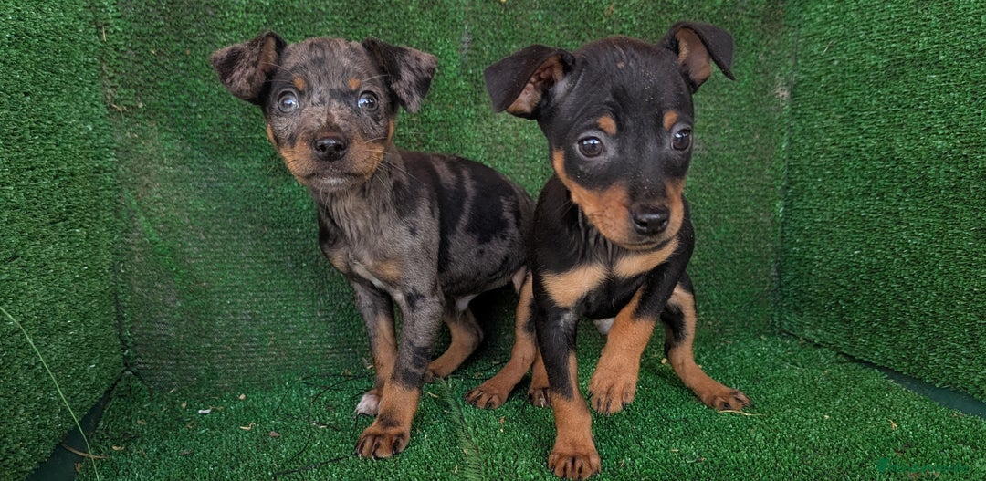 Pinscher Miniatura perros en venta: Pinscher miniaturas  - Anuncio 1