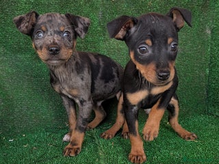 Pinscher Miniatura perros Pinscher miniaturas - Anuncio 1