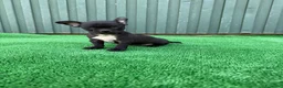 Chihuahua perros en venta: chihuahua  - Anuncio 1