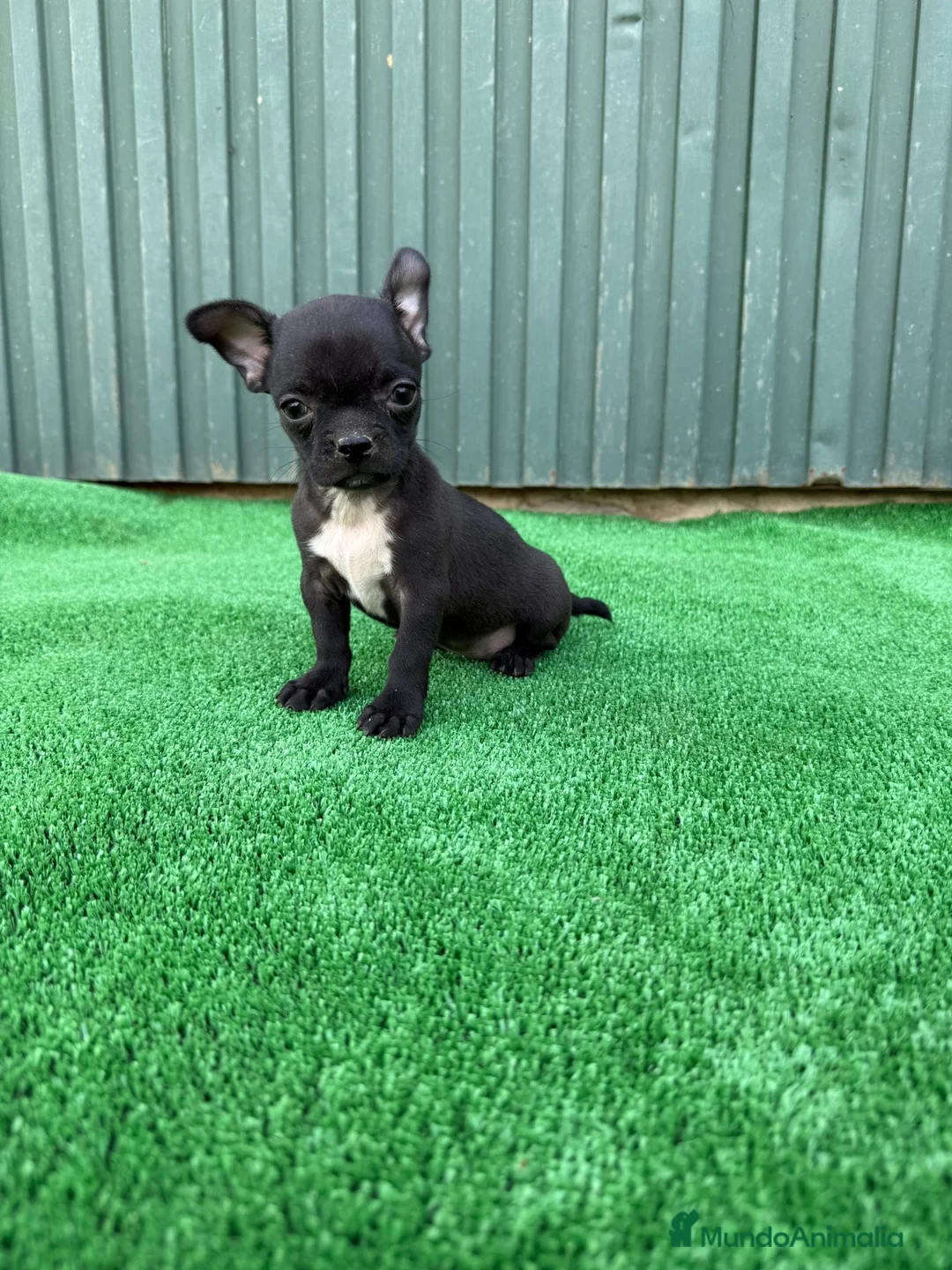 Chihuahua perros en venta: chihuahua  - Anuncio 1