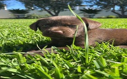 Labrador Retriever perros en venta: Cachorros labrador chocolate  - Imagen 3