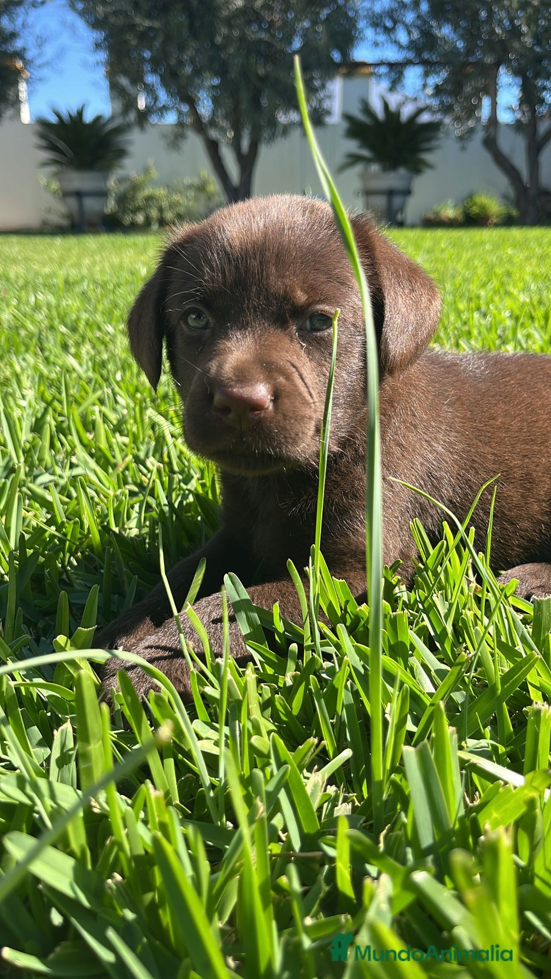 Labrador Retriever perros en venta: Cachorros labrador chocolate  - Imagen 3