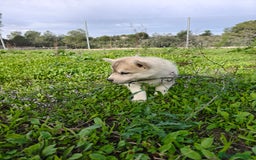 Husky Siberiano perros en venta: Machos Husky siberiano  - Imagen 10