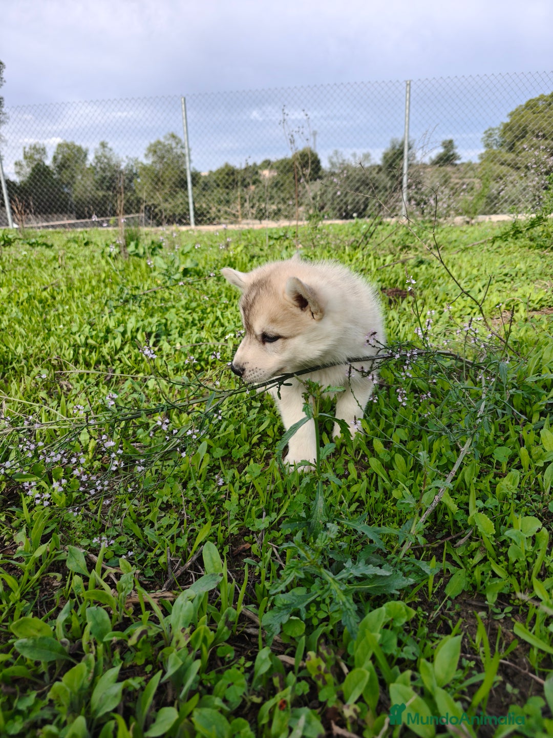 Husky Siberiano perros en venta: Machos Husky siberiano  - Imagen 10