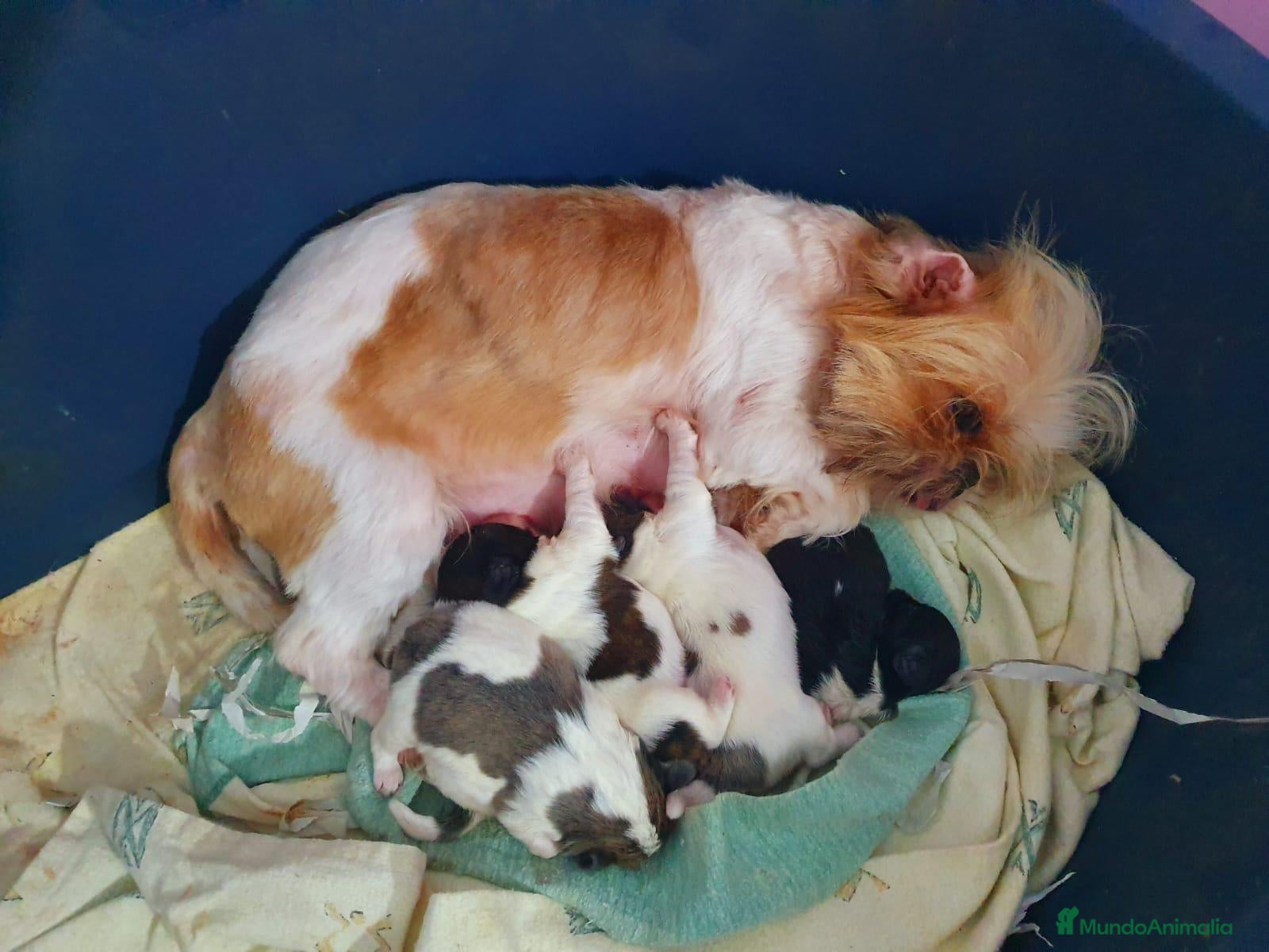 Shih Tzu perros SHIH TZU DEL VALLE - Anuncio 1