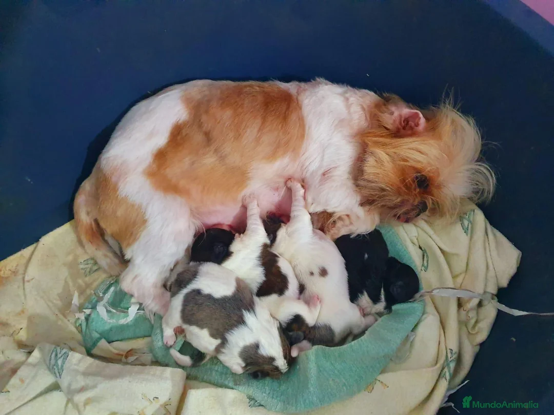 Shih Tzu perros en venta: SHIH TZU DEL VALLE - Anuncio 1