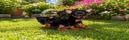 Ratón de Praga perros en venta: Raton de Praga  - Anuncio 1
