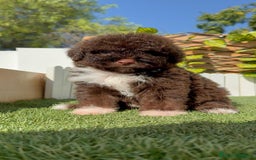 Perro de Agua Español perros en venta: PERRO DE AGUA HEMBRA - Imagen 12