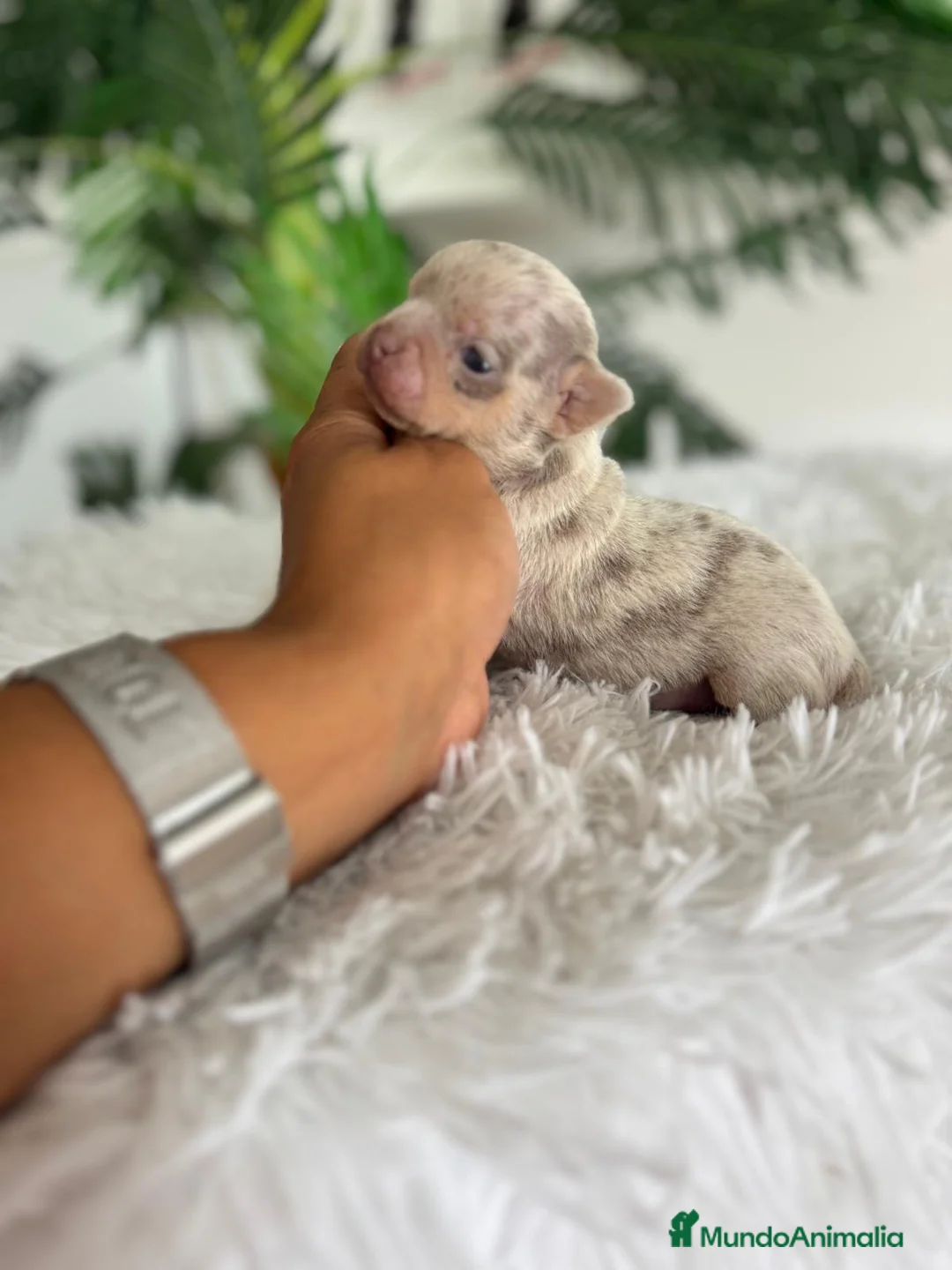 Chihuahua perros en venta: CHIHUAHUA 🎀 - Anuncio 2