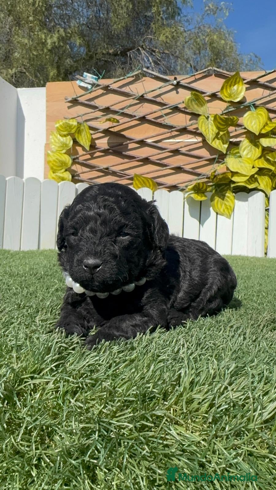 Caniche Toy perros CANICHE TOY - Anuncio 1