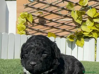 Caniche Toy perros CANICHE TOY - Anuncio 1