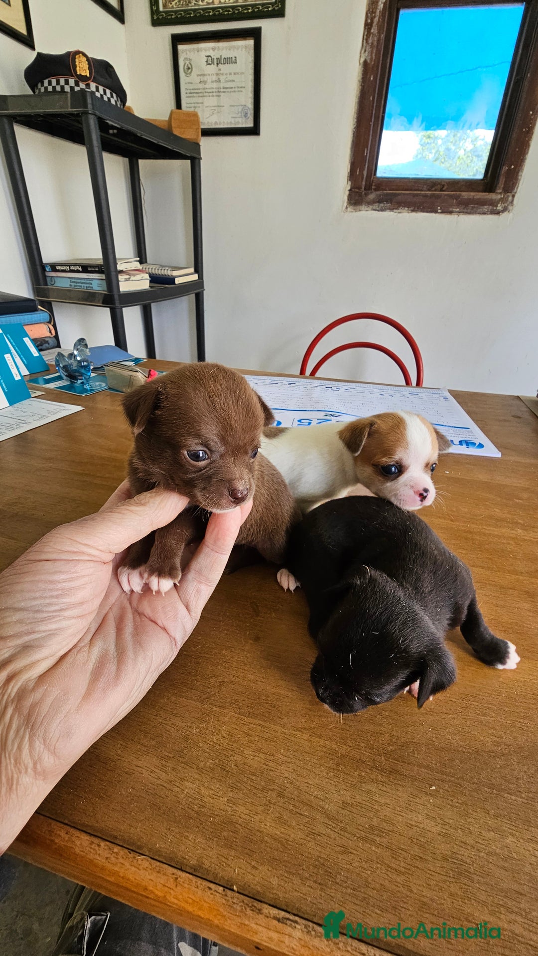 Chihuahua perros en venta: Espectaculares chihuahuas  - Anuncio 2