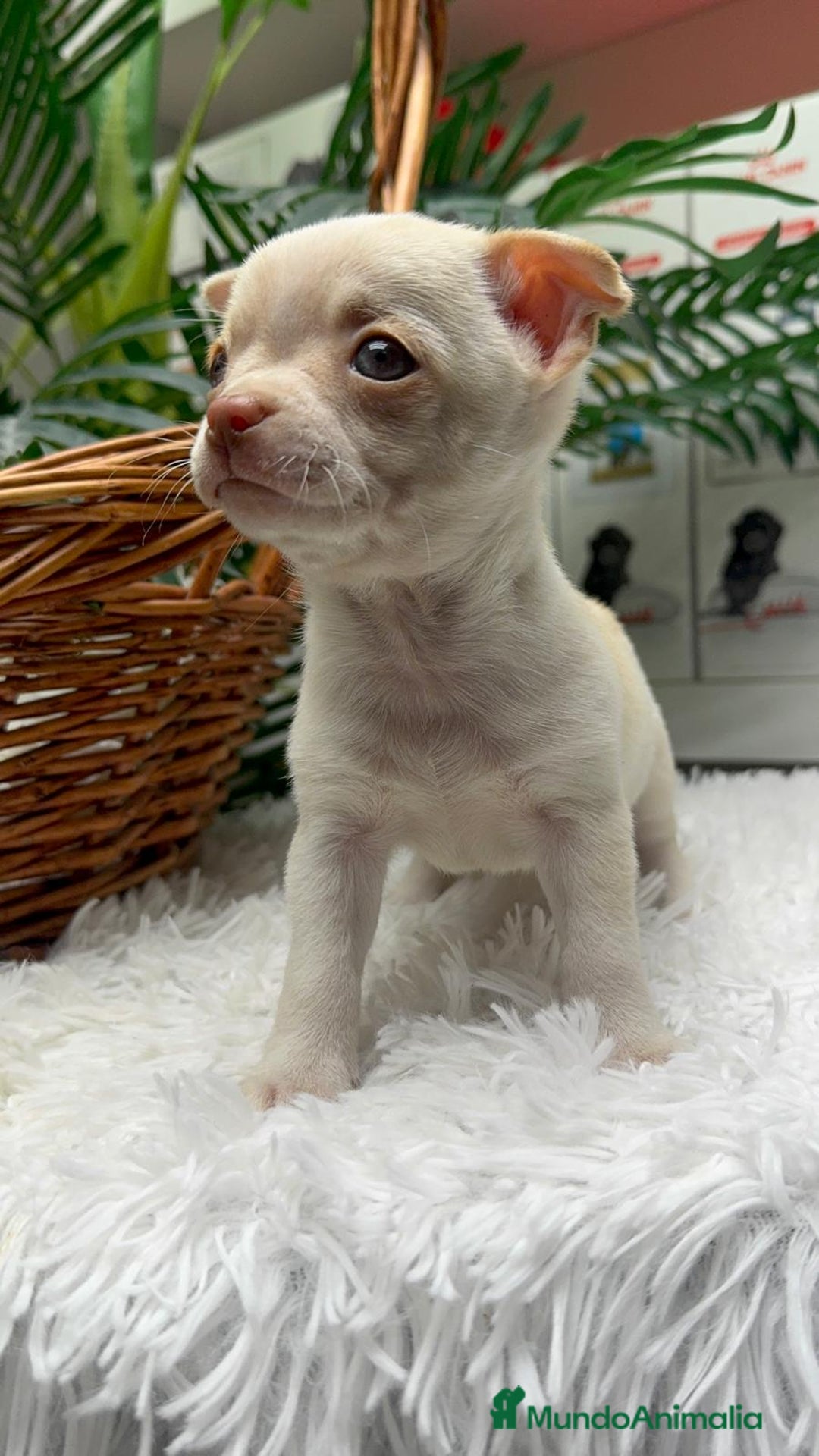 Chihuahua perros en venta: CHIHUAHUA MACHO - Anuncio 8