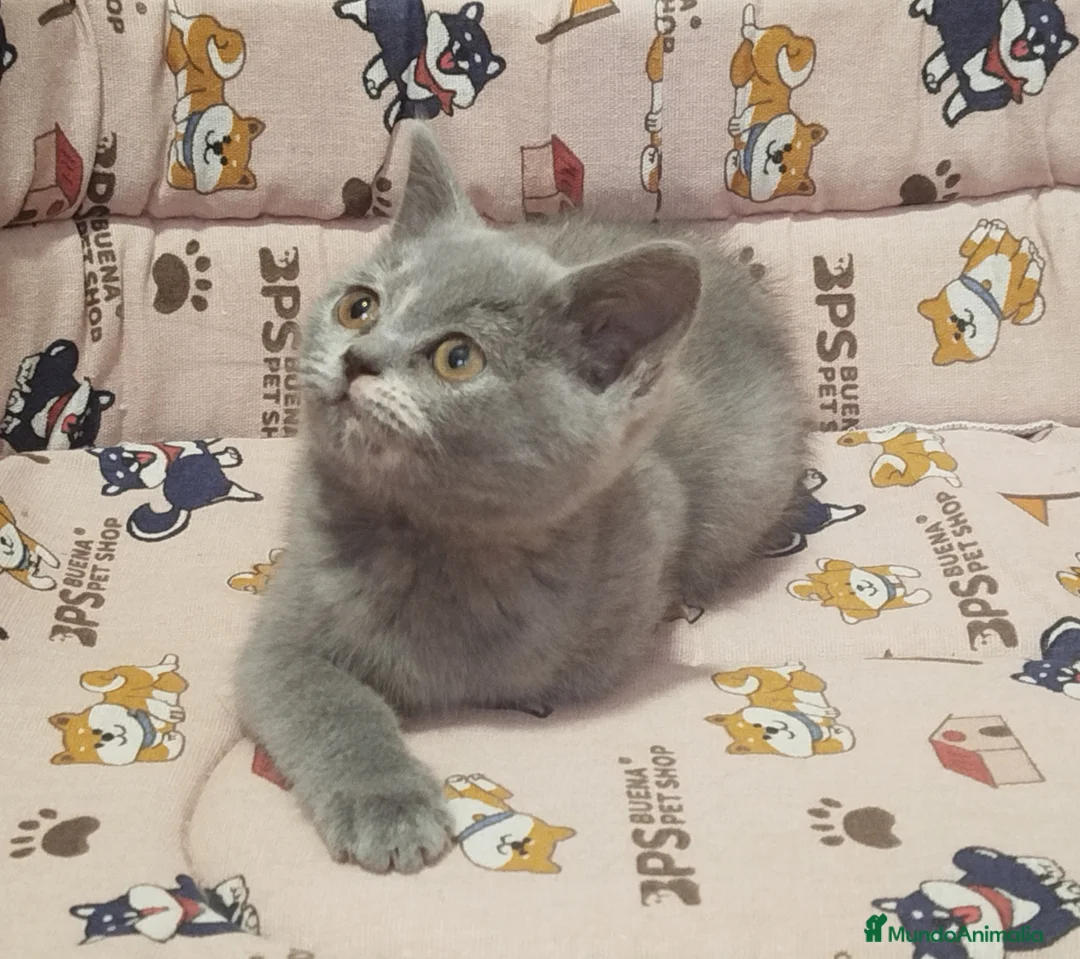 Británico de Pelo Corto gatos en venta: British Shorthair bicolor , última hembra - Anuncio 1